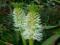 LILIA ANANASOWA - EUCOMIS AUTUMNALIS 1SZT # TANIO#