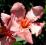 ** Oleander Nerium Oleander*