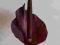 DZIWIDŁO - AMORPHOPHALLUS KONJAC 1 SZT.