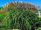 ROZPLENICA HAMELN - PENNISETUM #TRAWA OZDOBNA#