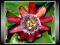 Męczennica Czerwona (Passiflora Alata) * Nasiona *