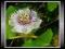 Passiflora Foetida |OWADOŻERNA MĘCZENNICA| Nasiona