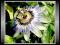 Męczennica Błękitna (Passiflora Caerulea) *Nasiona