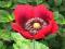 MAK - PAPAVER TURKENLOUSE 1SZT #TYLKO U NAS#