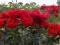 róże ,róża rabatowa czerwona- tysiące kwiatów