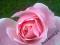 Róż,róza Queen Elizabetth-wielkowiatowa
