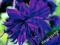 AQUILEGIA - ORLIK OGRODOWY  BARLOW BLUE 1 SZT.