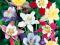 AQUILEGIA - ORLIK OGRODOWY  MIESZANKA 1 SZT.