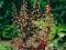 HEUCHERA MICRANTHA - ŻURAWKA DROBNA  1 SZT.