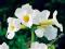 INCARVILLEA 'SNOWTOP' - INKARWILLA  BIAŁA 1 SZT.