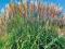 MISKANT - MISCANTHUS MALEPARTHUS 1 SZT. NOWOŚĆ !!!