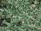 Euonymus fortunei 'Emerald Gaiety' - Trzmielina