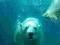 Niedźwiedź polarny - fototapeta 175x115 cm