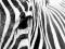 Zebra - fototapeta fototapety 175x115 cm