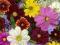 Kolorowe kwiaty - fototapeta fototapety 175x115 cm