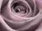 Pastelowa róża - fototapeta fototapety 175x115 cm