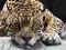 FOTOTAPETA, FOTOTAPETY jaguar - 183x254 cm