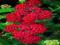 KRWAWNIK RED VELVET - ACHILLEA #NOWOŚĆ# TANIO