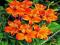 ALSTROEMERIA - LILIA INKÓW ORANGE KING #OKAZJA#