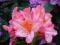 Rhododendron 'Orangina' - Rododendron NOWOŚĆ !!!!!