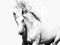 Arabski koń - fototapeta fototapety 183x254 cm