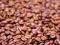 Fried coffee grain - fototapeta 183x254 cm