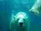 Niedźwiedź Polarny - fototapeta 183x254 cm