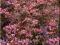 Berberis thunbergii 'Rose Glow' - Berberys th. 1.5