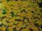AKSAMITKA WĄSKOLISTNA LULU (Tagetes tenuifolia)