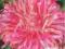Aster chiński wysoki chryzantemowy różowy Nasiona