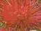 Aster chiński wysoki igiełkowy czerwony Nasiona