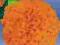 Aksamitka Mona pomarańczowa wielkokwiatowa Nasiona