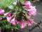 Krzewuszka cudowna Foliis Purpureis *20-40cm*2l*Ż