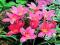 ZEFIRANT RÓŻOWY ROSE - ZEPHYRANTHES 10 szt #TANIO#