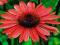 JEŻÓWKA RED MAGNUS - ECHINACEA #SUPER CENA#