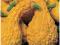 Dynia Ozdobna Yellow Crookneck nasiona 1 g