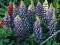 ŁUBIN OZDOBNY NIEBIESKI - LUPINUS #OKAZJA#