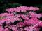 KRWAWNIK LILAC BEAUTY - ACHILLEA #NOWOŚĆ#