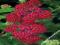 KRWAWNIK RED VELVET - ACHILLEA #NOWOŚĆ#