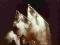 AA33D  GENESIS SECONDS OUT LIVE (2CD)