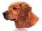 NALEPKA PIES GOLDEN RETRIEVER TX-96023