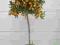 CYTRUS drzewko cytrusowe kalamondyna 150 cm KRAKÓW