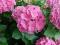 Hortensja - Hydrangea 'Bouquet Rose' - RÓŻOWA !!