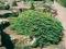 Juniperus procumbens 'Nana' - Jałowiec rozesłany