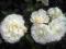 Rosa 'White Anne' - Róża OKRYWOWA