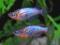 Oryzias woworae (Daisy's Ricefish) URSYNÓW W-WA