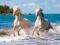 ! Puzzle 1000 Castorland C-102433 Camargue Horses