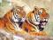 ! Puzzle 1000 Castorland C-100880 Tigers