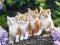 ! Puzzle 1000 Castorland C-101344 The Cat Crew Kot