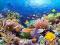 ! Puzzle 1000 Castorland C-101511 Coral Reef Fishe